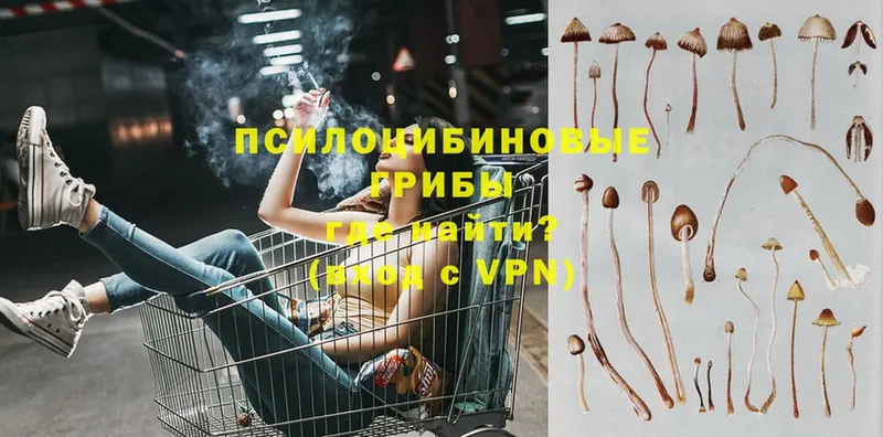 Псилоцибиновые грибы GOLDEN TEACHER  Буй 